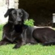 Axa - labrador